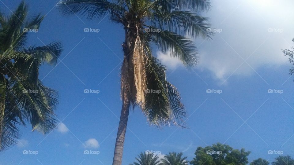 a beautiful coconut tree in the yard.