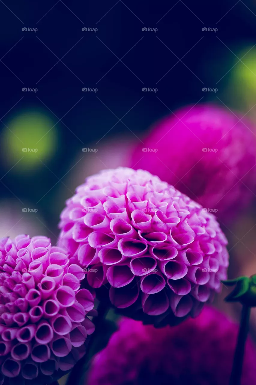 Dahlia flowers