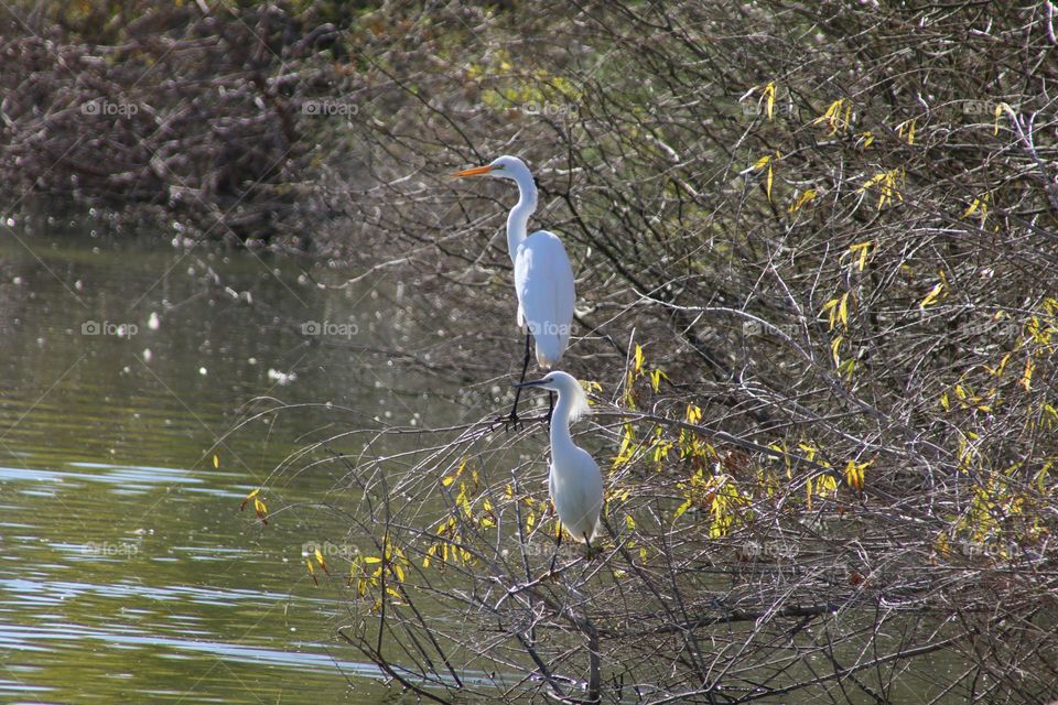 White Egrets at the Lake