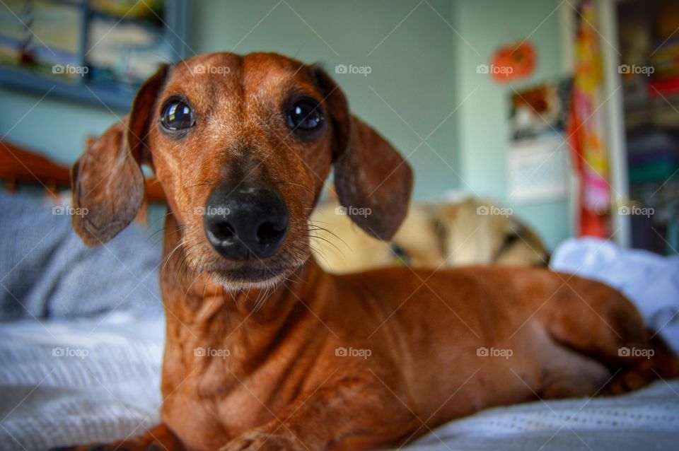 11y.o. Miniature red dachshund with a heart of gold! 