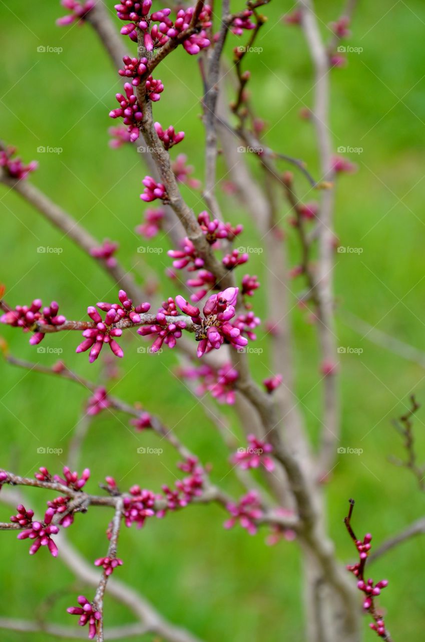 Nature, Flower, No Person, Tree, Flora