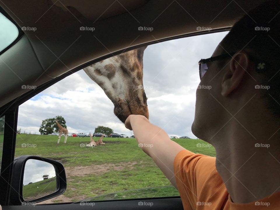 Giraffe feeding from the car window