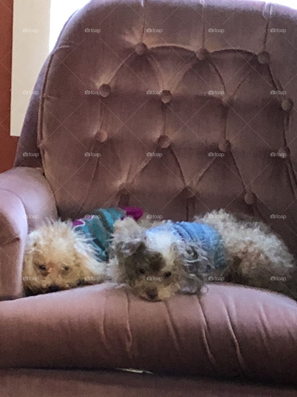 Lazy dogs