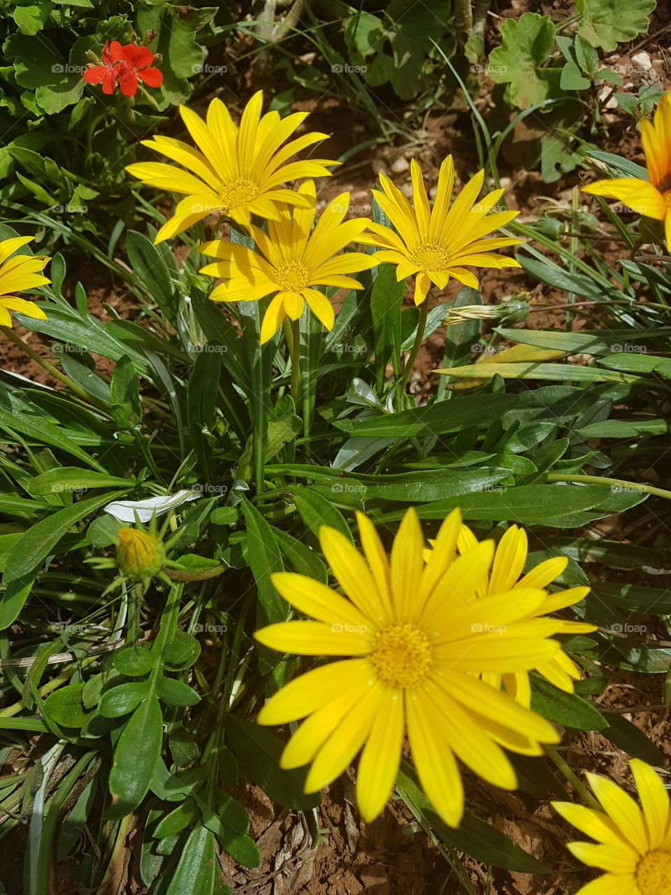 Yellowstone yellow