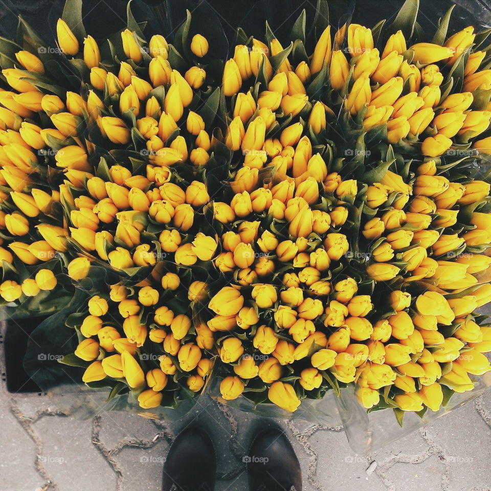 Yellow tulips. Yellow tulips