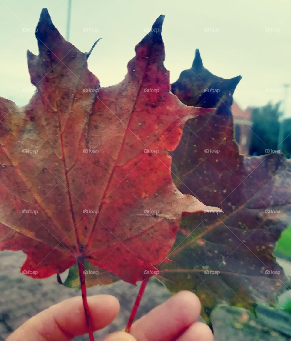 Colors of autumn