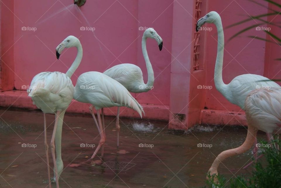Flamingo 