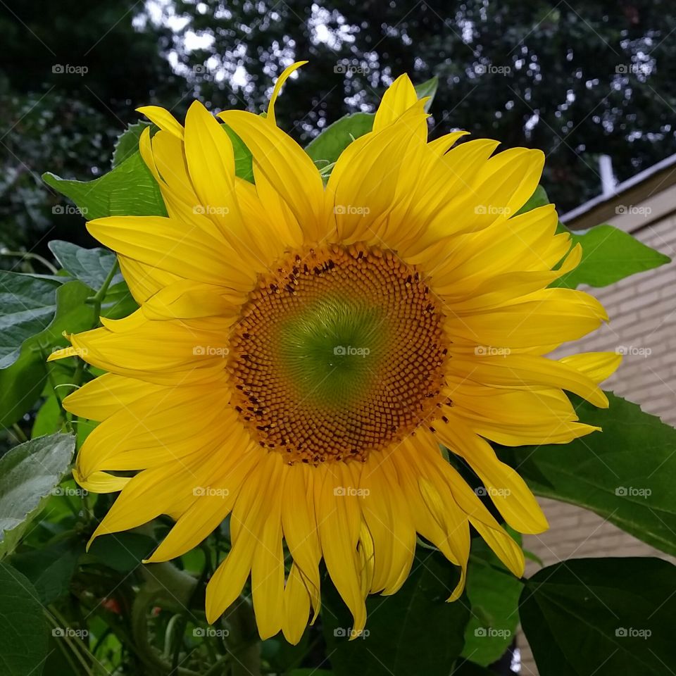 Sunny Sunflower. The first sunflower to bloom in my urban garden.