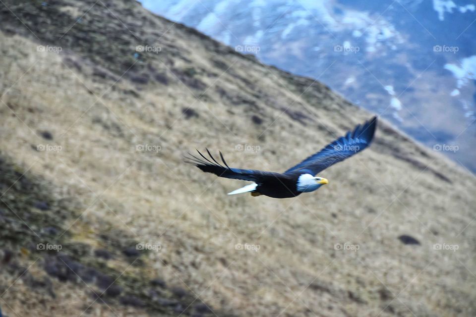 bald eagle fly over
