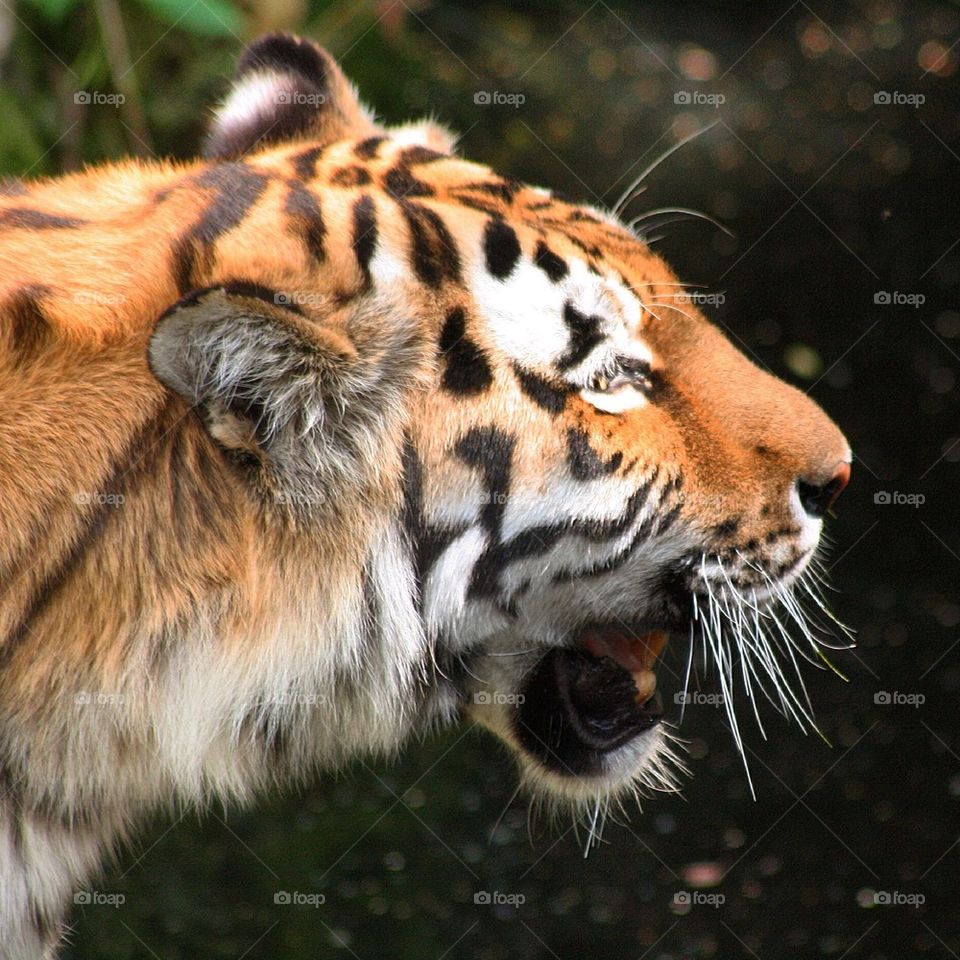 tiger