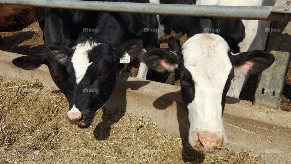 Livestock, Agriculture, Cattle, Farm, Cow