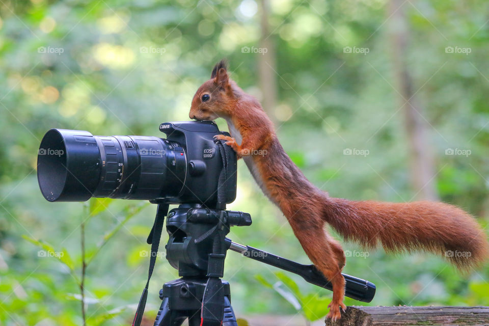 Red squirrel on tripod and camera