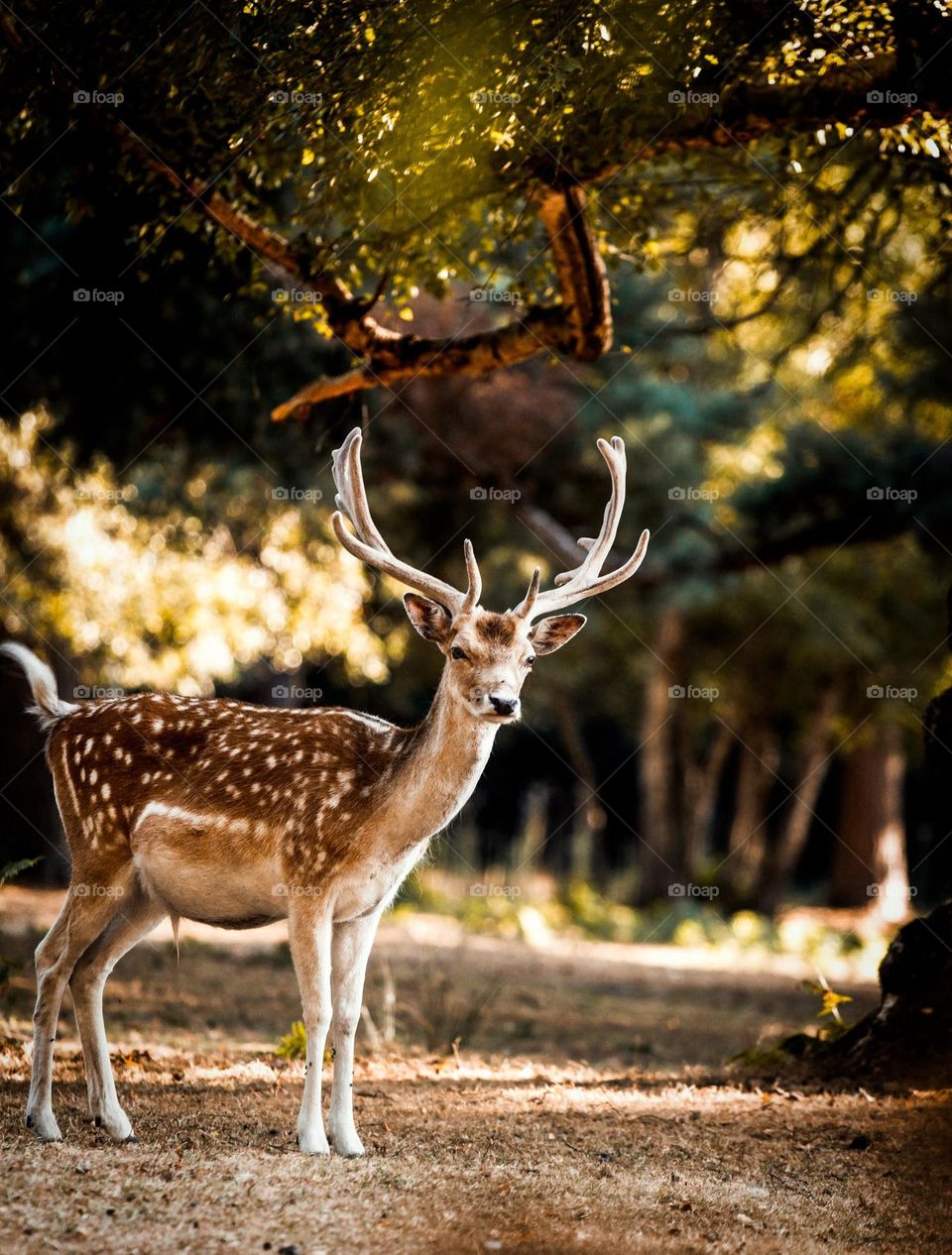 Beautiful light shining down on a beautiful deer. Shining down on the deer that stands out.