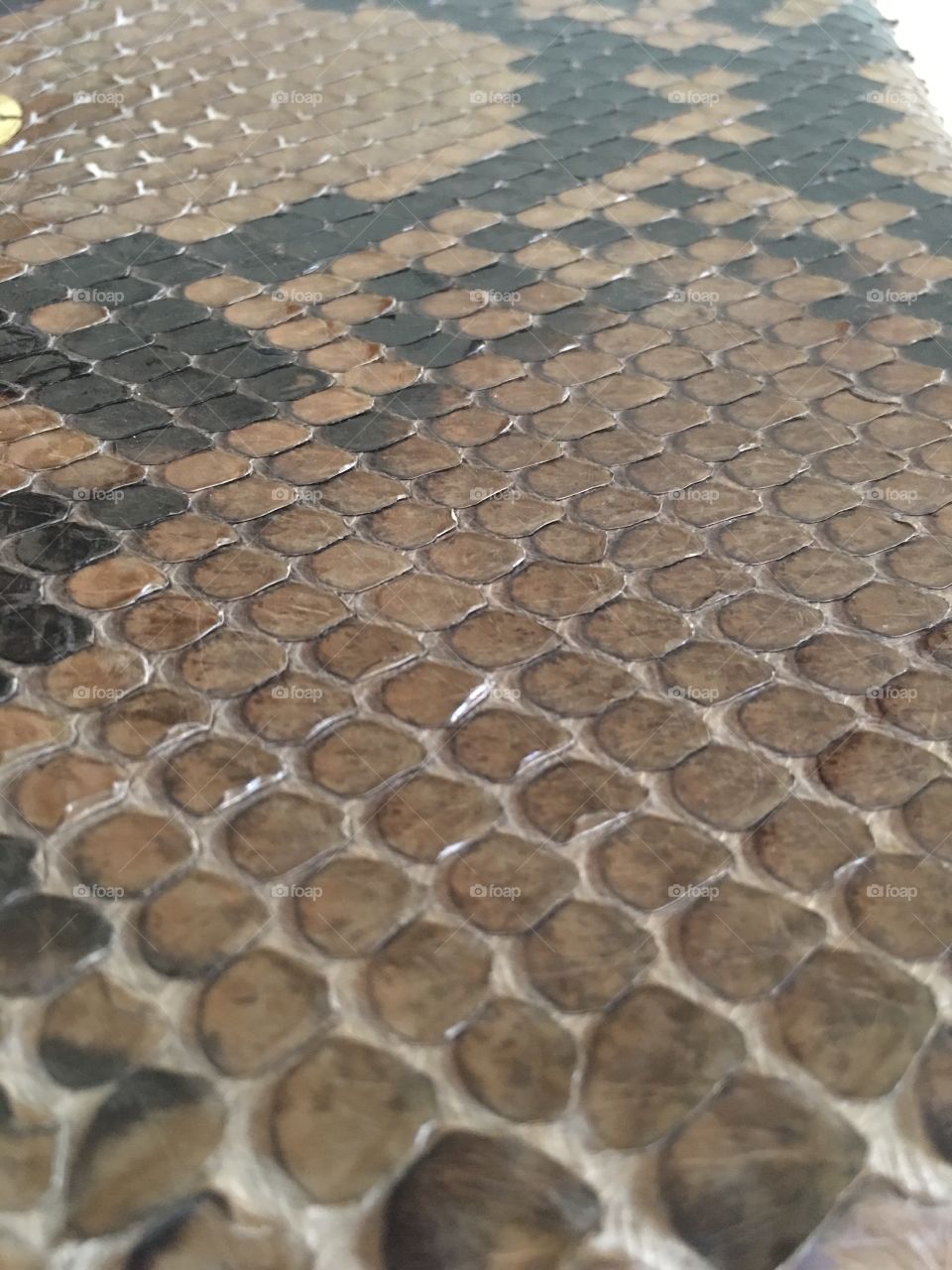 Close up of reticulated python skin