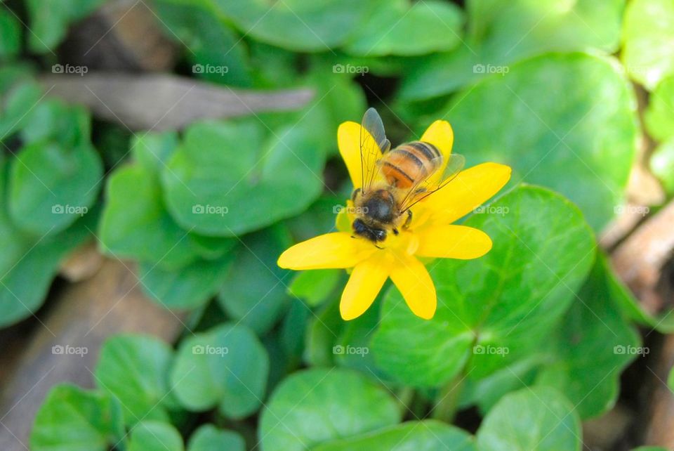 Bee On A Golden Daisy Flower