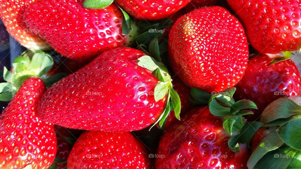 first strawberries of spring