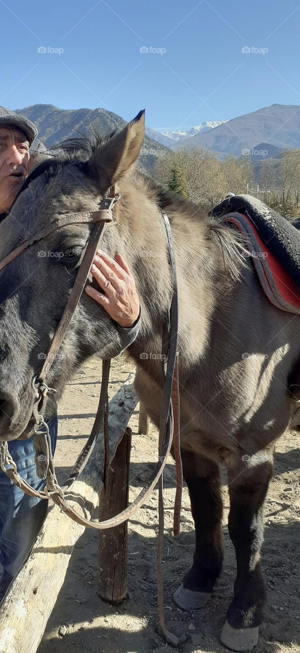 el caballo te escucha