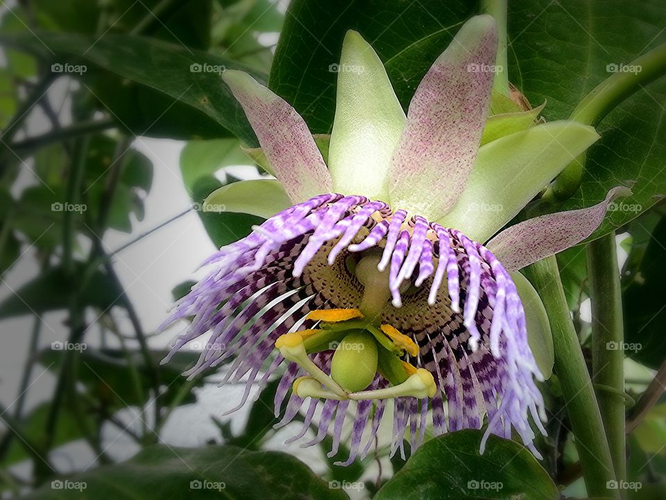 passionflower