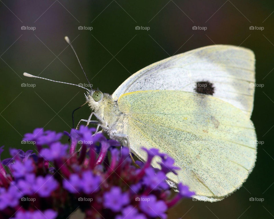 garden nature butterfly natur by cekari