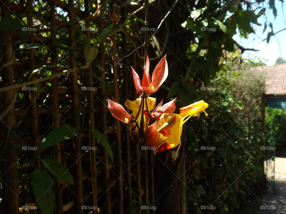 Passion fruit flower!