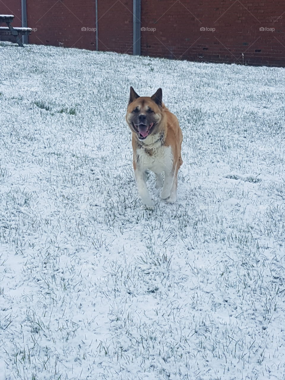 Fun With Dog In Snow