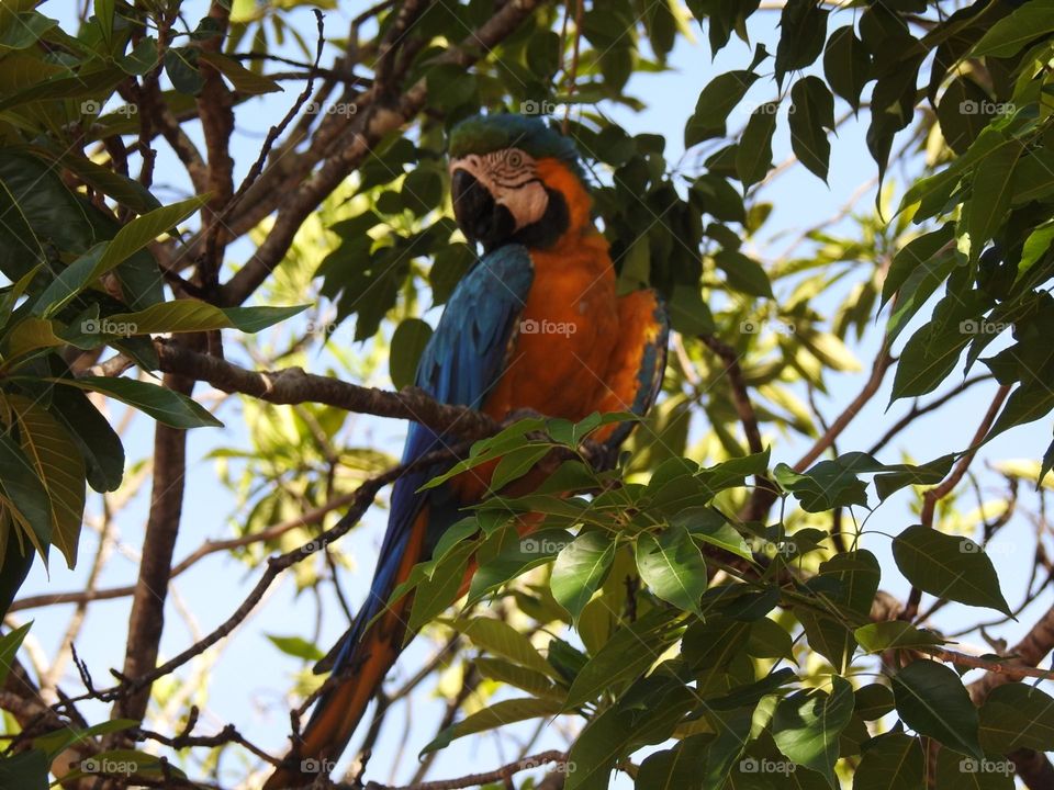 Belezas do Pantanal