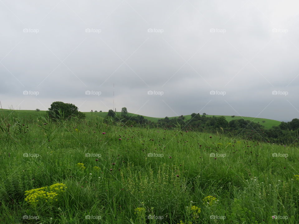 Green field with grass