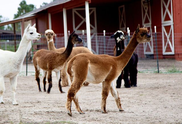 Alpaca packa 