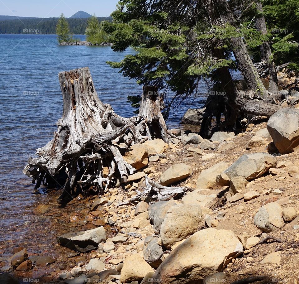 Stump on the rocky shores of Little Cultus Lake