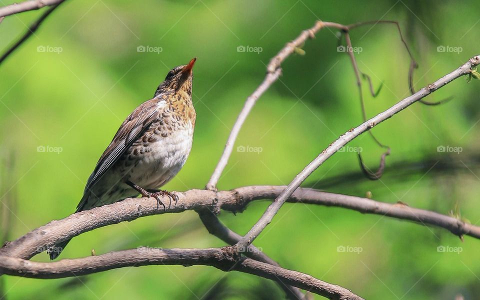 Beautifull little bird