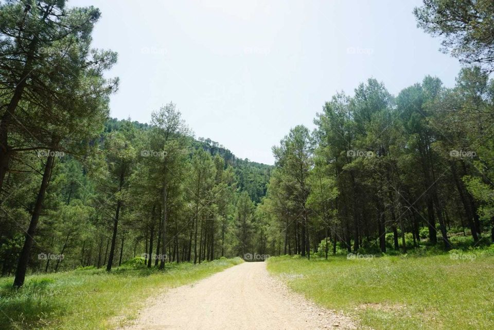 Forest#nature#trees#sky