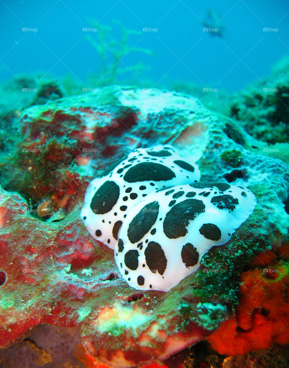 Peltodoris atromaculata
Underwater