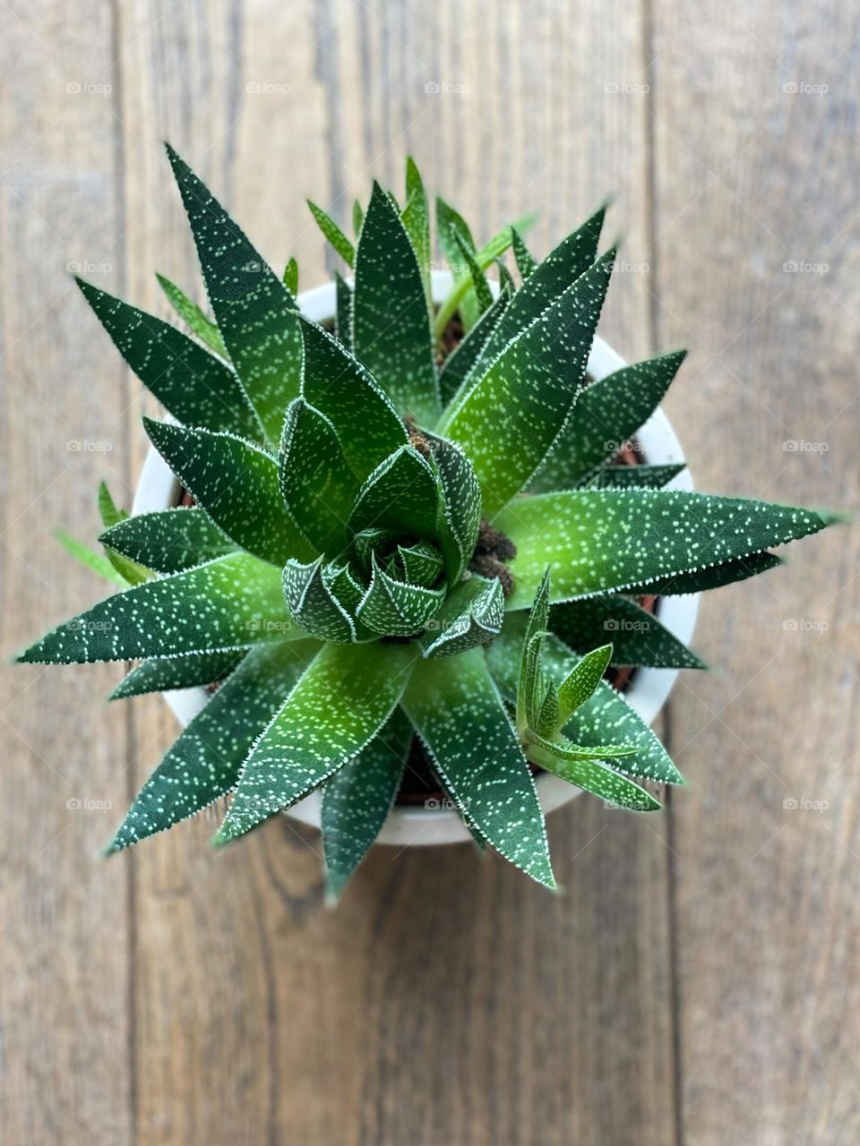 Cactus plant, green plant in my house. Taken with iPhone 11 pro #mission