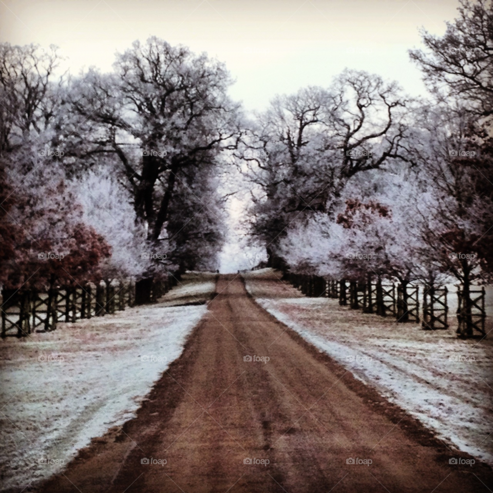 winter trees drive frost by chloemcgall