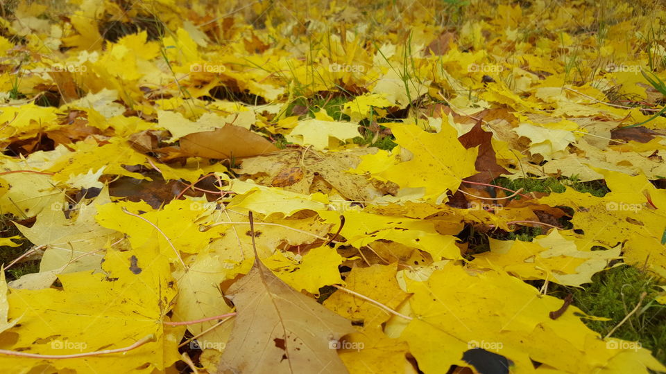 Autumn - yellow maple leaves - höst gula lönn löv 
