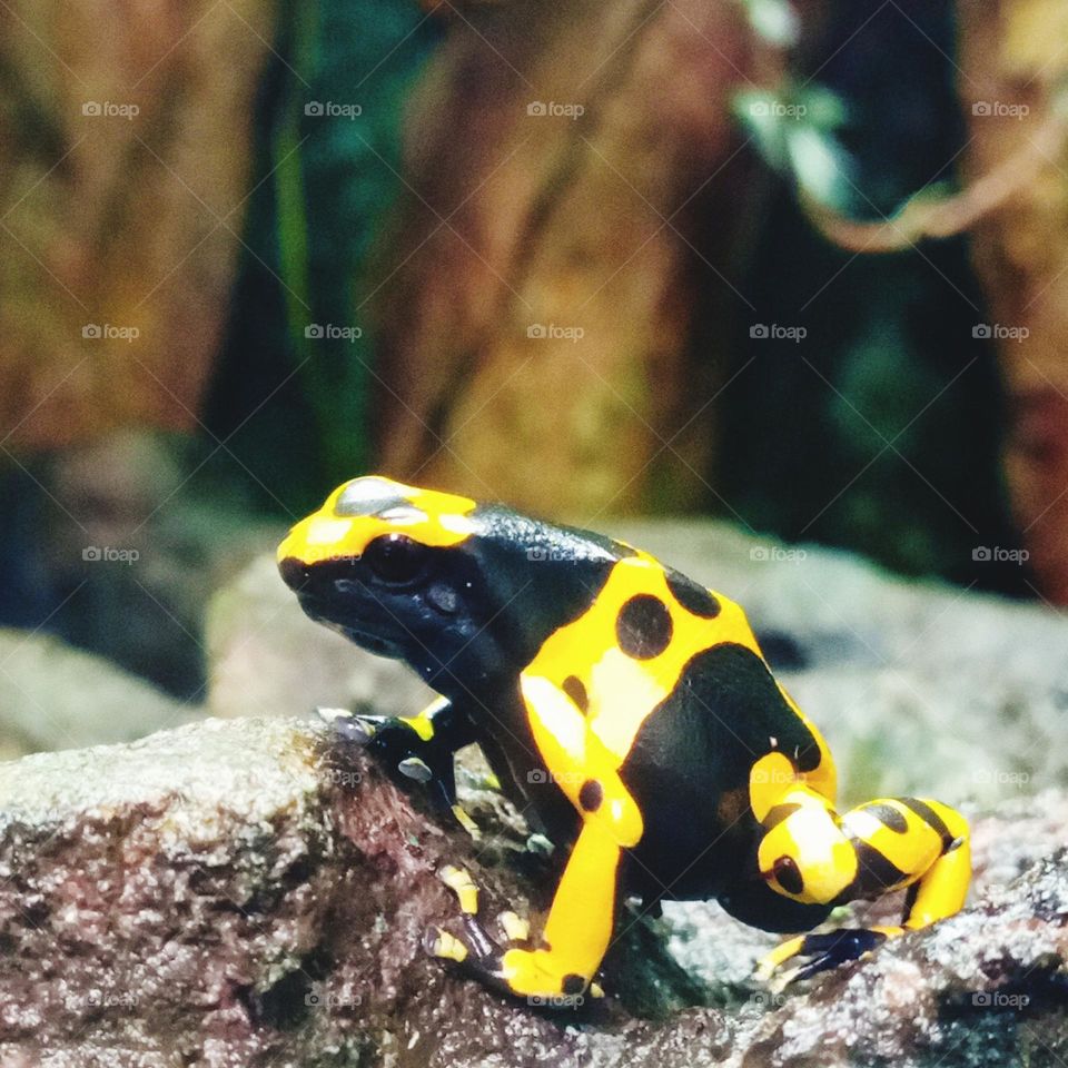 Bee poison frog