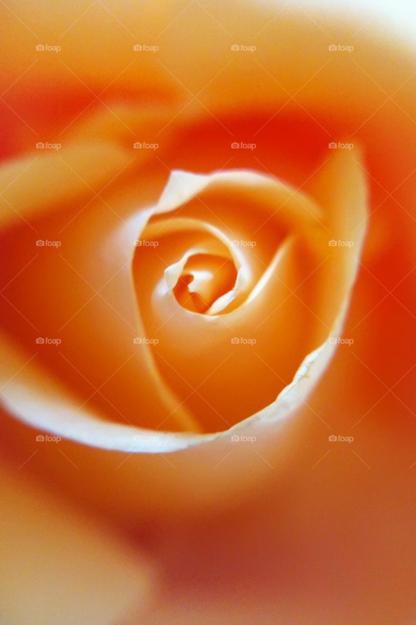 Peach rose macro 