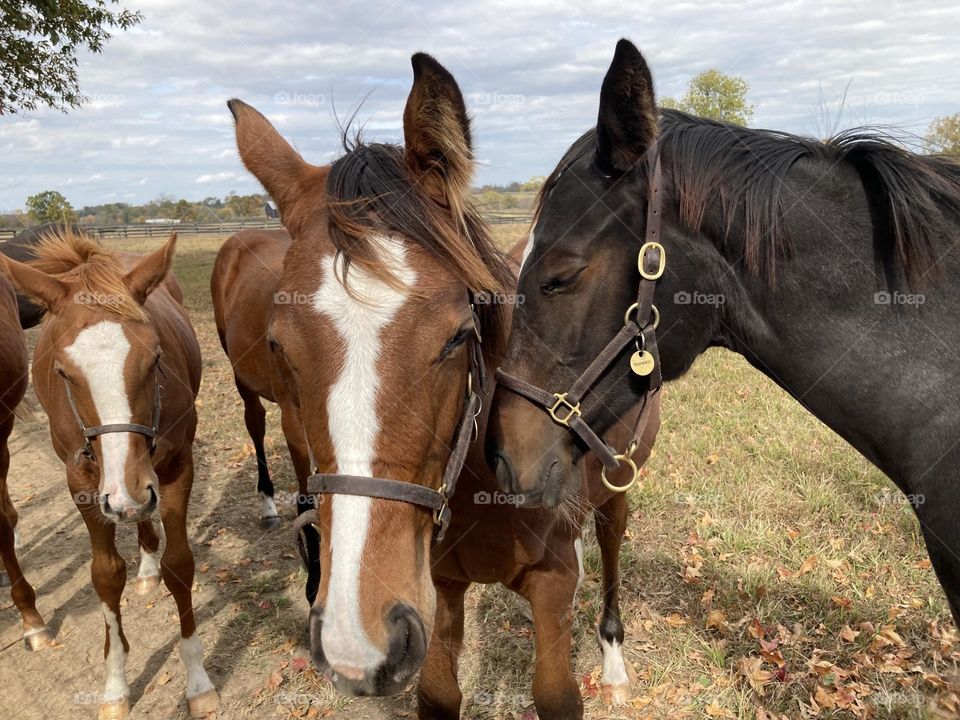 Thoroughbred foals