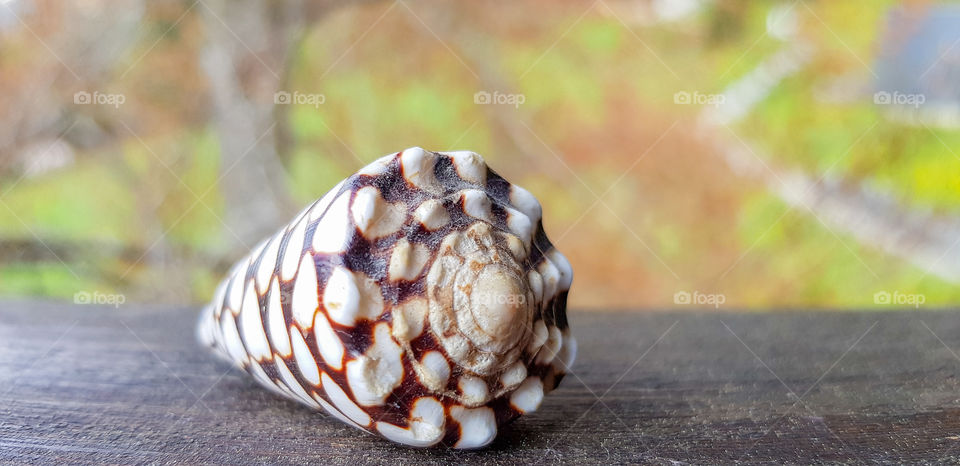 Shell