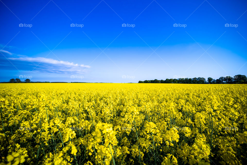 Swedish summer is coming, yellow raps field against the blue sky