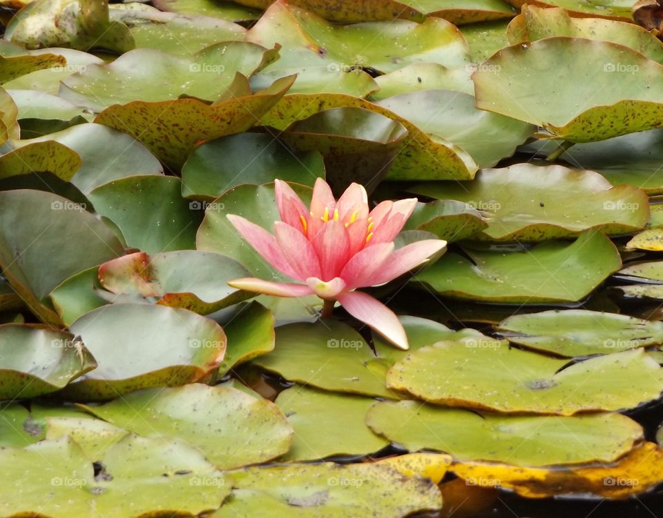 Water lily 