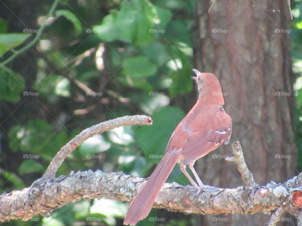 Brown Thrasher