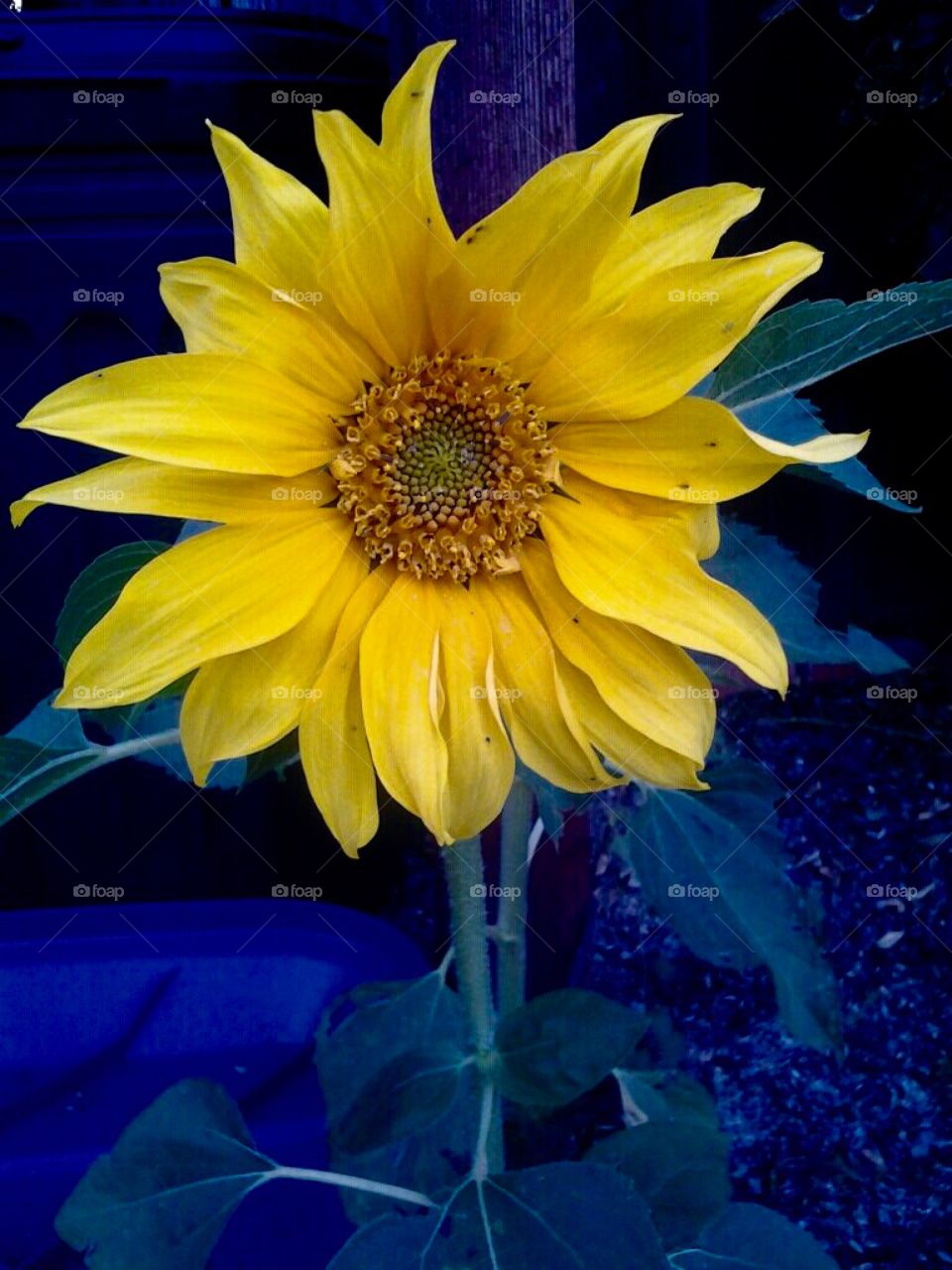 Gorgeous Giant Sunflower 