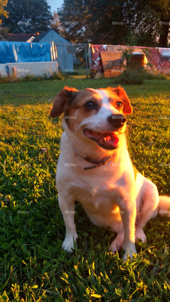 Jack Russell dog sitting in sunshine