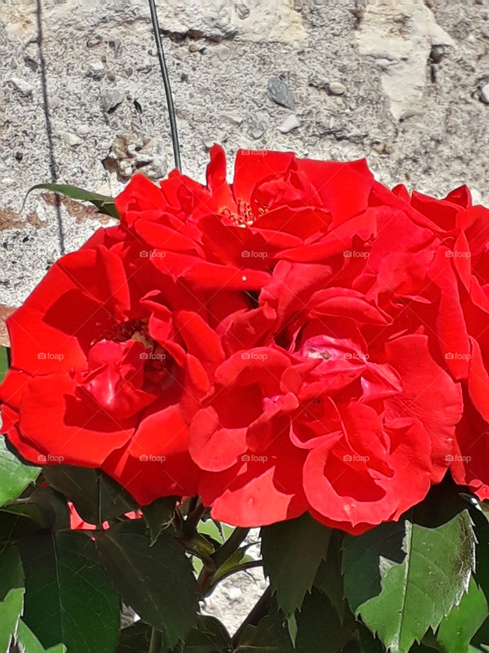 red roses