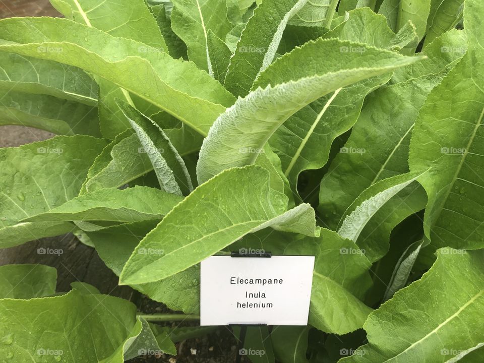 Loved this vibrant and terrifically healthy plant “Elecampane” to. E found at Buckfast Abbey, in Devon, UK