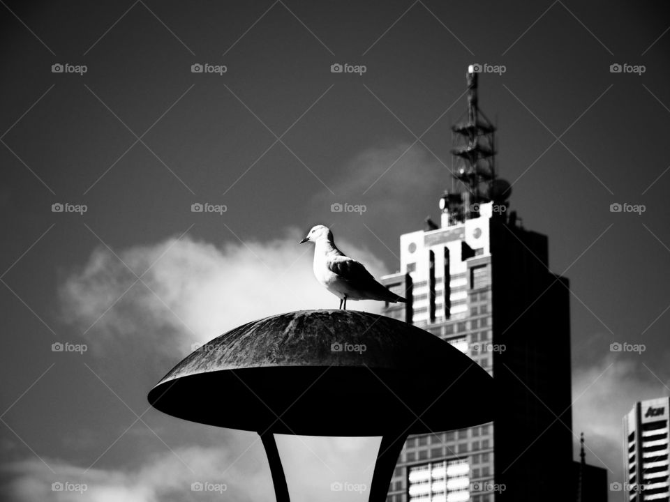 Seagull in the city in black and white 