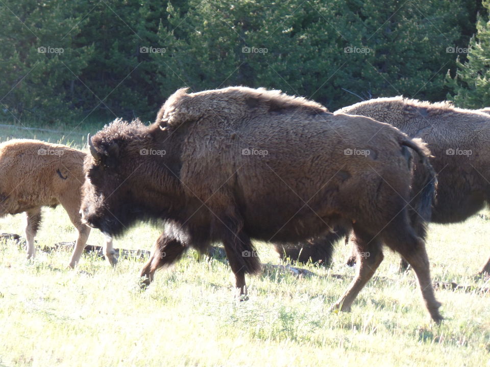 Yellowstone bison!