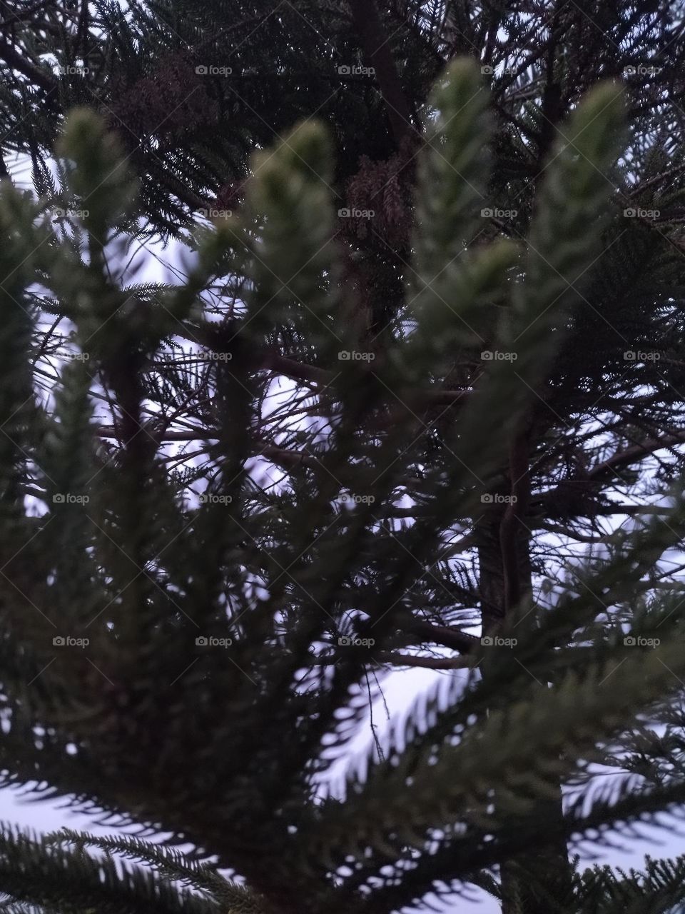 inside tree to see the sky