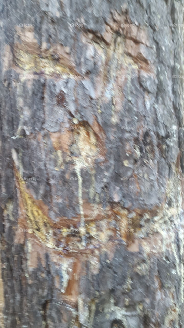 face in a tree